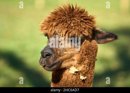 Primo piano della testa di alpaca marrone nel campo verde in una giornata di sole Foto Stock