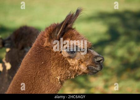 Vista laterale dell'alpaca marrone nel campo verde in una giornata di sole Foto Stock