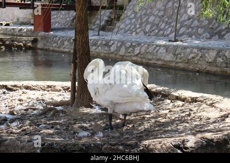 Cigno bianco che raccoglie le sue piume con il suo becco in piedi su una piccola isola accanto ad un albero in un laghetto Foto Stock