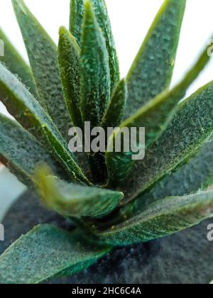 Vertical closeup shot of an aloe plant growing in a pot. Foto Stock