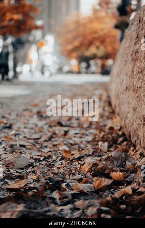 Foglie secche cadute sul terreno vicino a un pezzo di pietra in strada in una giornata di sole autunno Foto Stock