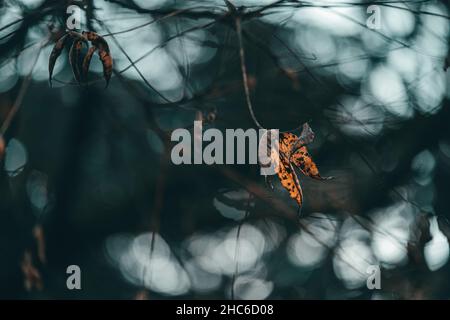 Primo piano di foglie di arancia essiccate su un ramo di albero Foto Stock