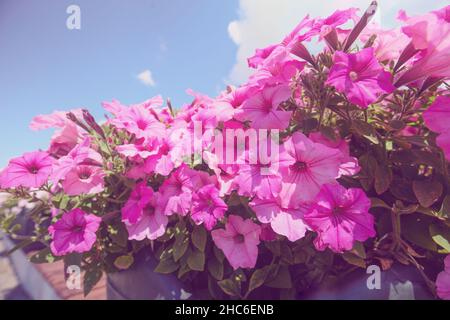 Vintage fiori di Petunia contro il cielo blu. Sfondo naturale floreale Foto Stock