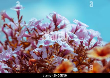 Fioritura Petunia fiori contro il cielo blu. Sfondo naturale floreale Foto Stock