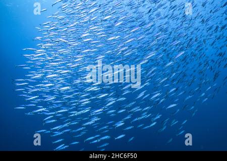 Stagcape con Scuola di Pesce, Boga Pesce nella barriera corallina del Mar dei Caraibi, Curacao Foto Stock