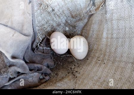 Uova di pollo nel sacco di plastica del nido Foto Stock