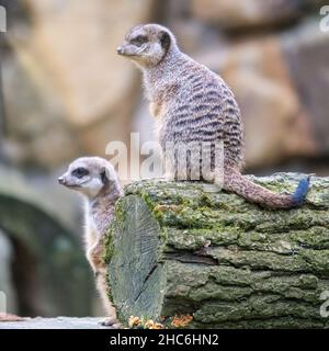 Messa a fuoco superficiale di due animali Meerkat seduti su un tronco di albero tagliato con muschio con sfondo sfocato Foto Stock