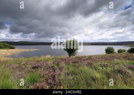 Vista estiva sul Kielder Water e sul Kielder Forest Park, Northumberland, Inghilterra, Regno Unito Foto Stock