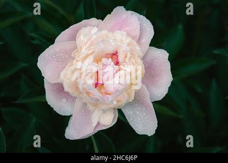 Fiori di peonia color pesca in gocce di rugiada, vista dall'alto Foto Stock