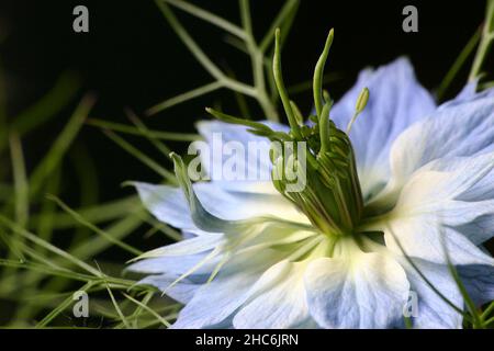 Macro di un fiore bianco con calze verdi e piscelli Foto Stock