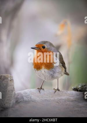 Un rapina europea (Erithacus rubecula) vicino a un bagno di uccelli in un giardino, Spagna. Foto Stock