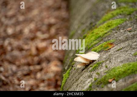 Crepidotus applantus fungo di osteria piatto che cresce su un ceppo caduto nella foresta di Palatinato Foto Stock