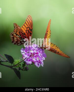 Primo piano delle due farfalle su un fiore Foto Stock