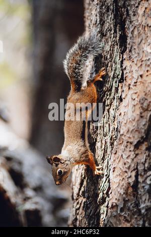Scatto verticale di uno scoiattolo carino su un albero Foto Stock
