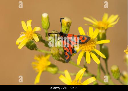 Falene burnett, Zygaena fausta, Andalusia, Spagna meridionale. Europa Foto Stock