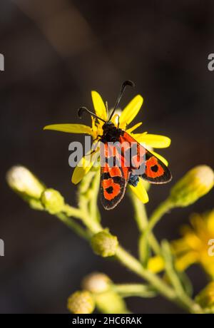 Falene burnett, Zygaena fausta, Andalusia, Spagna meridionale. Europa Foto Stock