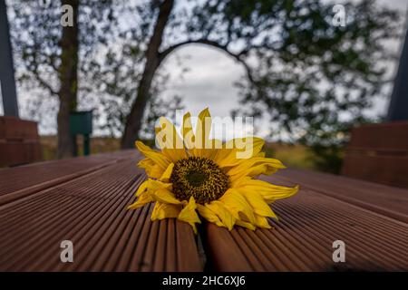 Un girasole lasciato sul tavolo di un'area pic-nic Foto Stock