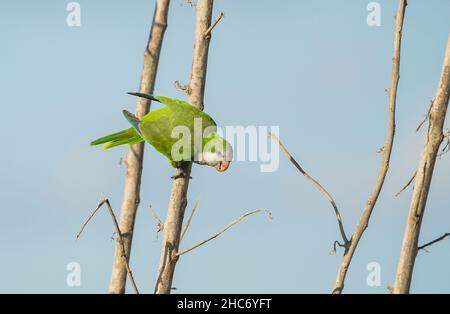 Monk Parakeet (Myiopsitta monachus) arroccato sul ramo, Spagna. Foto Stock