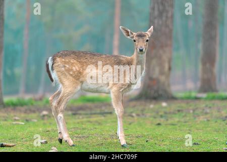 Messa a fuoco poco profonda di una giovane femmina che osserva il cervo in piedi in un prato che guarda nella fotocamera Foto Stock