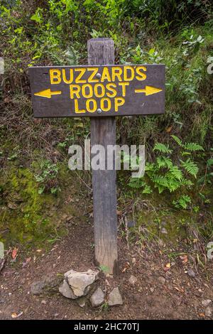 Buzzard Roost Trail a Pfeiffer Big sur state Park, Big sur, California. Foto Stock
