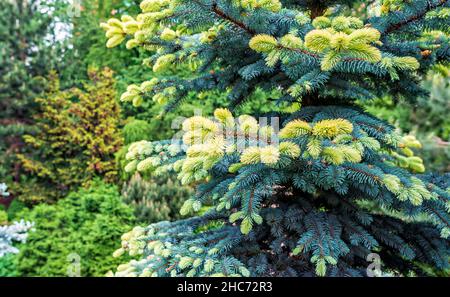 Picea pungens Bialobok con giovani tiri di colore chiaro Foto Stock