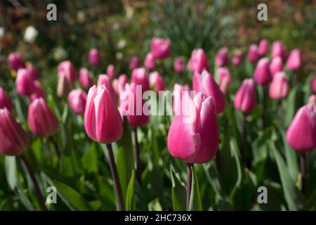 Rosa e rose tulipani colorati in un giardino a Lisse, Paesi Bassi, l'Europa con l'erba su un luminoso giorno di estate Foto Stock