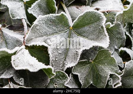 foglie d'ivy con gelo bianco nel giardino d'inverno Foto Stock