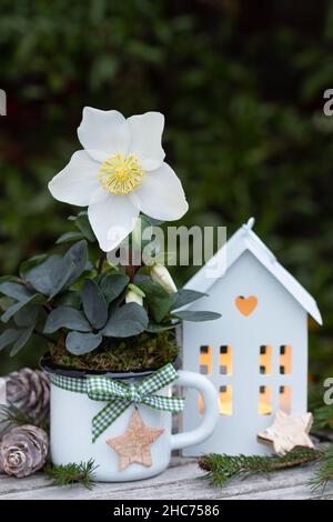 decorazione del giardino di natale con helleborus niger e lanterna d'annata Foto Stock