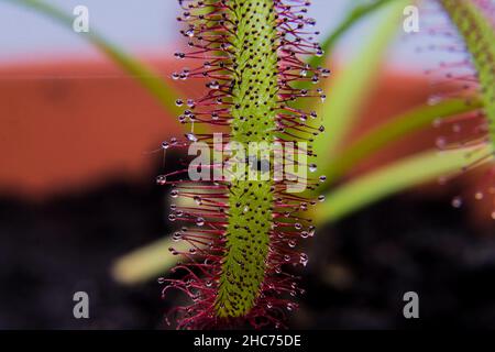 Cape Sundew che cresce nel giardino Foto Stock