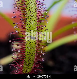 Primo piano di una pianta di sundew del capo nello sfondo sfocato Foto Stock