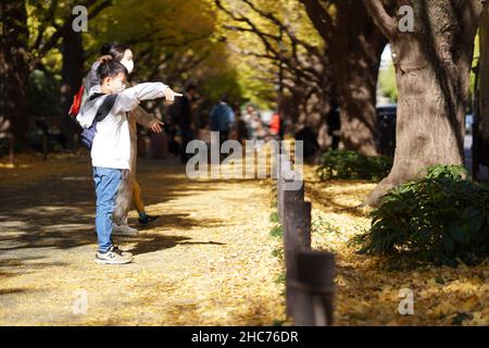 Esplorare gli alberi in Jingu Gaien Ginkgo Avenue, Tokyo, Giappone