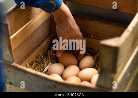 dettaglio verticale della mano di un agricoltore che raccoglie le uova dal paniere delle galline. Foto Stock