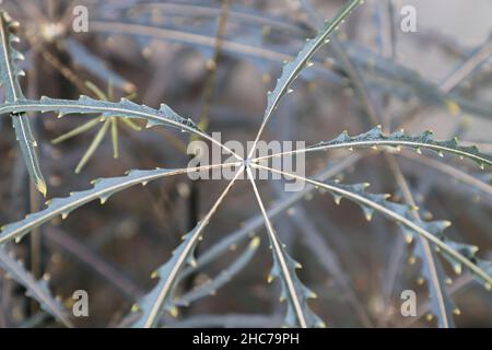 Macro della foglia si concentra su una pianta False Aralia Foto Stock