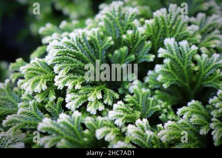 Primo piano delle punte variegate su una Fern punta Frosty Foto Stock