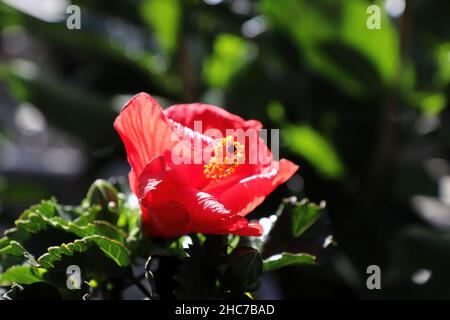 Un bel fiore rosso Hibiscus si apre Foto Stock