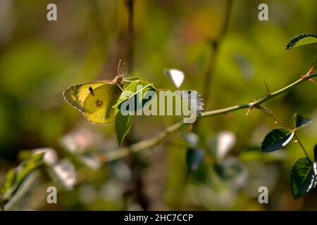 Fuoco poco profondo di una farfalla gialla nuvolosa pale su un ramo di pianta Foto Stock