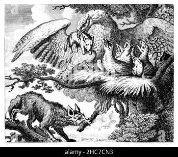 Illustrazione incisa dell’Aquila e della volpe, una storia di amicizia, tradita e revendetta, della prima edizione del 1793 delle favole di Aesop di Stockdale Foto Stock
