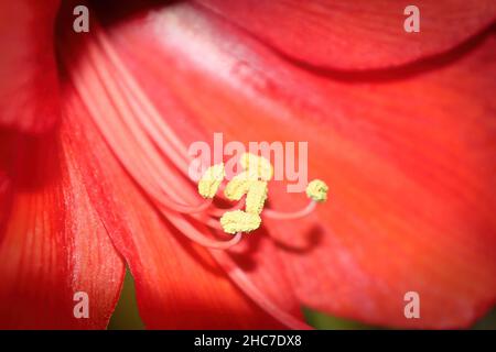 Piccoli filamenti di antere su una pianta di Amaryllis Foto Stock