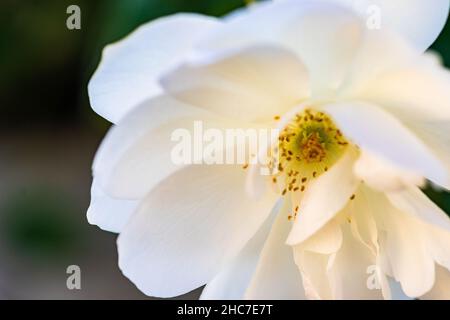 Primo piano di macchia di rosa bianca che fiorisce nel giardino Foto Stock