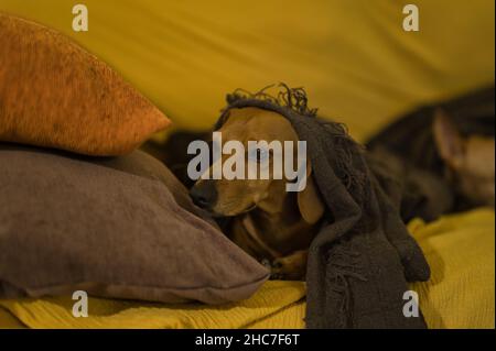 Bel dachshund dai capelli rossi purebred, chiamato anche dachshund, cane viennese o dachshund, che dorme avvolto in una coperta sul suo letto e sul divano, l Foto Stock