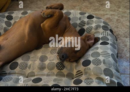 Bel dachshund dai capelli rossi purebred, chiamato anche dachshund, cane viennese o dachshund, che dorme avvolto in una coperta sul suo letto e sul divano, l Foto Stock