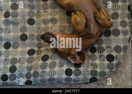 Bel dachshund dai capelli rossi purebred, chiamato anche dachshund, cane viennese o dachshund, che dorme avvolto in una coperta sul suo letto e sul divano, l Foto Stock