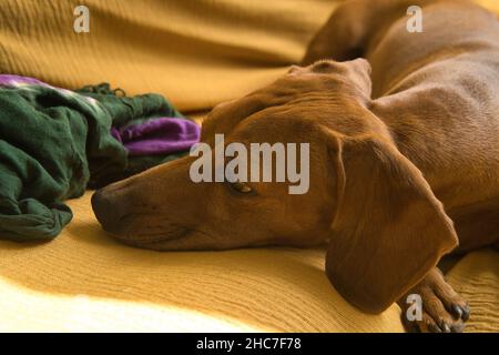 Bel dachshund dai capelli rossi purebred, chiamato anche dachshund, cane viennese o dachshund, che dorme avvolto in una coperta sul suo letto e sul divano, l Foto Stock