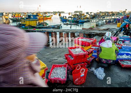 Persone che raccolgono il pesce in secchi per il mercato del pesce. Foto Stock