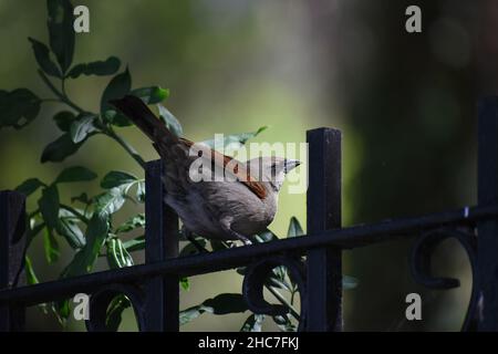 Baywing grigiastro (Agelaioides badius), noto anche come cowbird alare Foto Stock