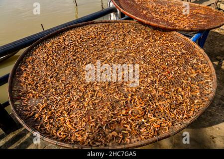 Piccoli gamberetti che asciugano al sole Foto Stock