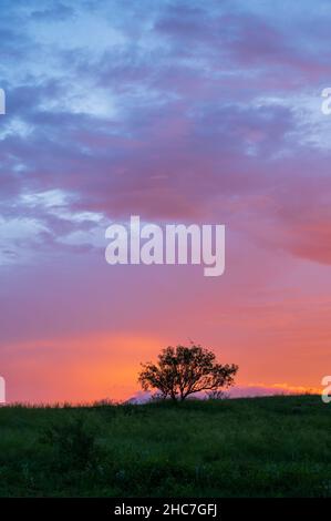 Silhouette di piccolo albero su pascolo sotto il cielo vibrante tramonto. Foto Stock