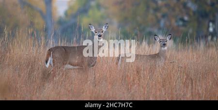 Alert Mule Deer does Odocoileus hemionus) in prato vicino bosco, Nebraska, USA, di Dominique Braud/Dembinsky Photo Assoc Foto Stock