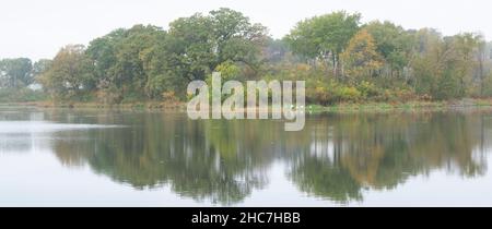 Famiglia di cigni Trumpter (Cygnus buccinator) in nebbia, sul lago, Autunno, e USA, di Dominique Braud/Dembinsky Photo Assoc Foto Stock