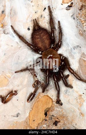 Ragno tunnelweb non identificato (Porrothele sp.?) Foto Stock